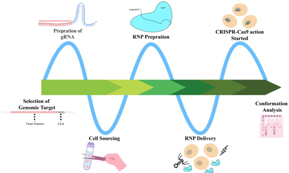 CRISPR/Cas9 Book Chapter