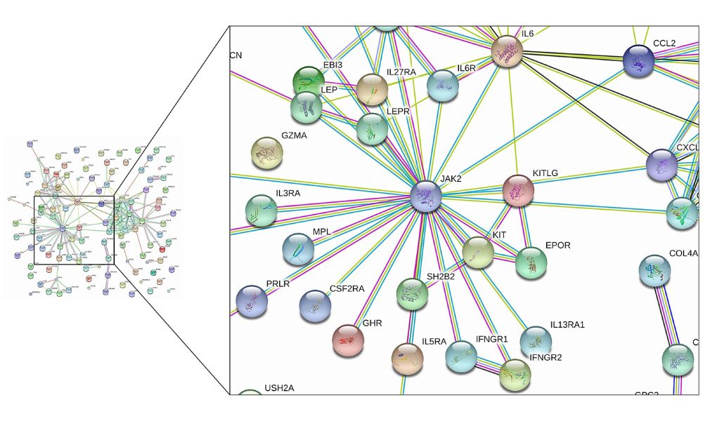 Protein-Protein Interaction